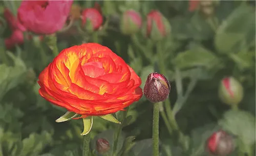 花毛莨花叶病的症状及防治方法