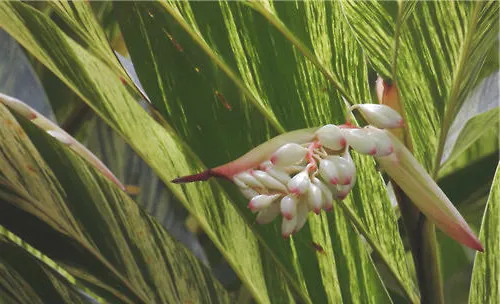 花叶艳山姜的繁殖方法介绍