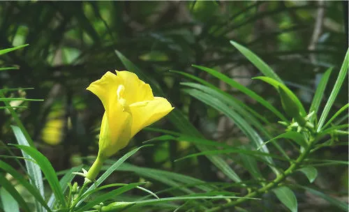 黄花夹竹桃的扦插繁殖要点