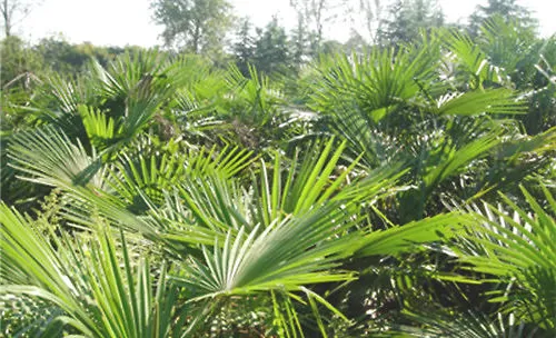 棕榈的播种繁殖方法介绍