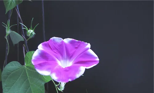 牵牛花的繁殖方法与注意事项