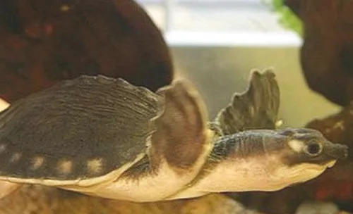 猪鼻龟吃什么？