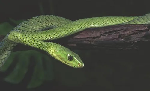 蛇的生理特性是怎样的