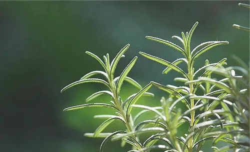 迷迭香的作用及繁殖方法