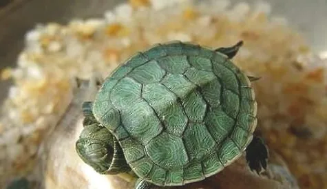 巴西龟怎么分公母？巴西龟公母分辨