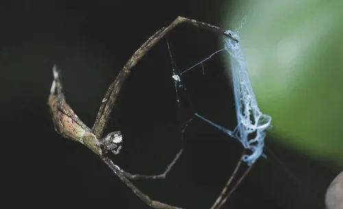 说说几种蜘蛛的捕猎手段