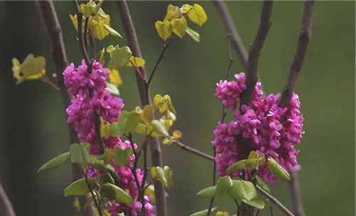 紫荆花的繁殖方法介绍