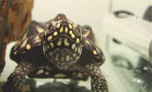 斑点池龟饲养攻略