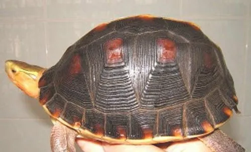 闭壳龟与其它龟种的区别