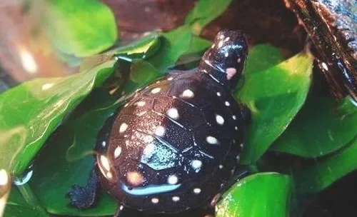星点水龟饲养注意事项
