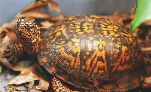 另类龟种——闭壳龟与折背龟