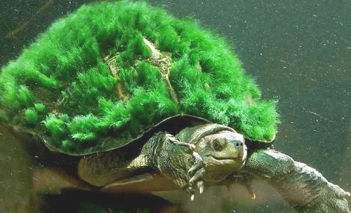 绿毛龟两种易混淆的疾病