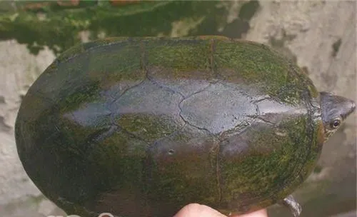 瓦哈卡泥龟的品种简介