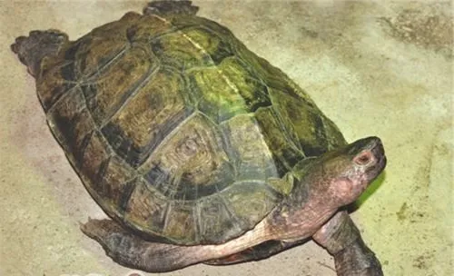 亚洲巨龟的外观特征