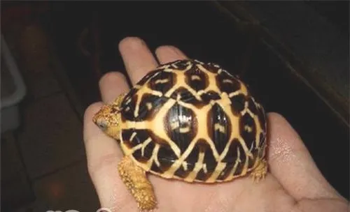 印度星龟的品种简介