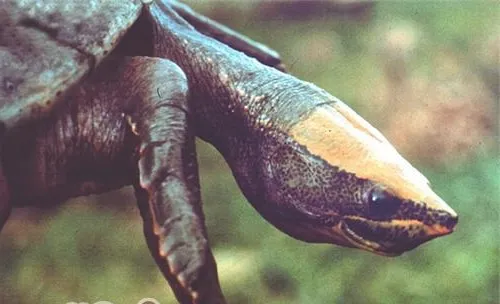 中美洲河龟的品种简介