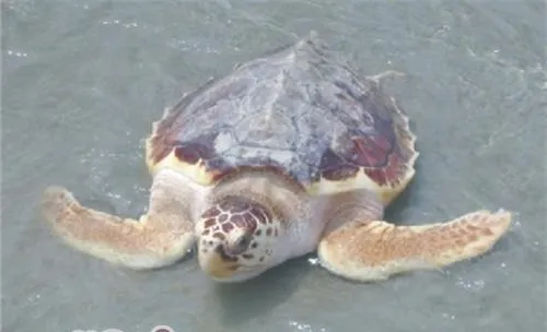 太平洋蠵龟的饲养要点