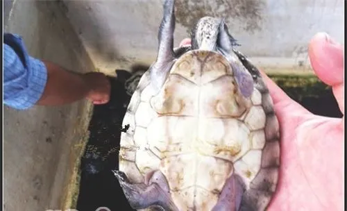 中美洲河龟的生活环境