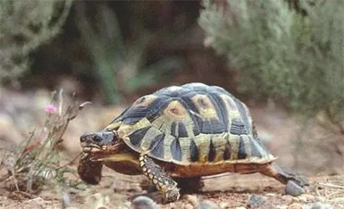 挺胸龟的饲养要点