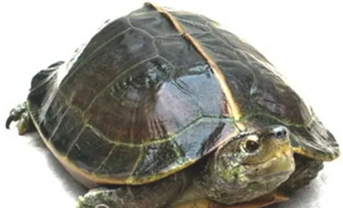 亚洲巨龟的品种简介