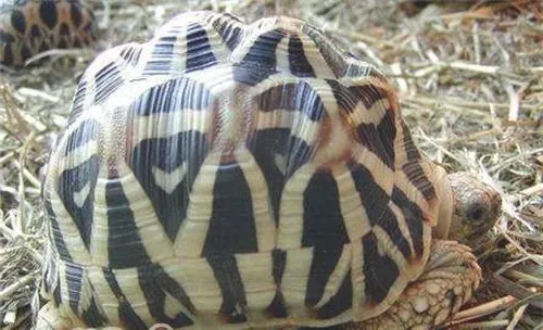 印度星龟的外观特征