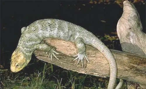 刺背鳄蜥的品种简介