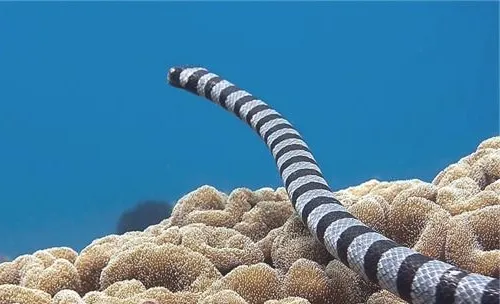 灰蓝扁尾海蛇的品种简介