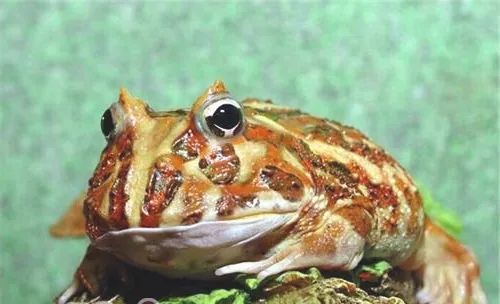 角蛙的形态特征