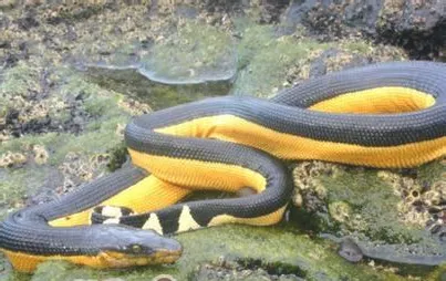 长吻海蛇的外形特点