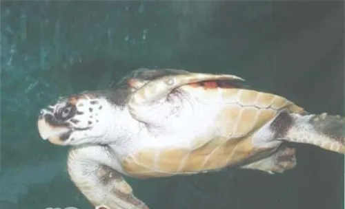 太平洋蠵龟的品种简介