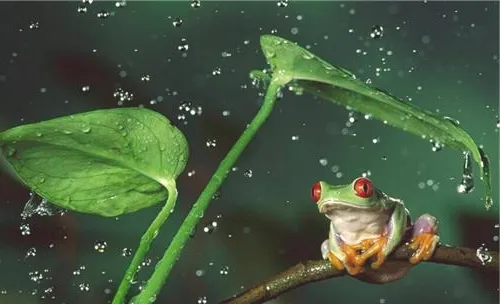 红眼树蛙的生活环境