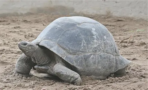 亚达伯拉象龟的外观特征