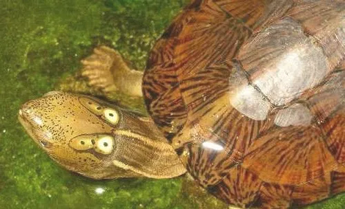 绿水对于养龟的好处