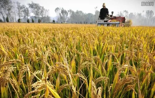 中国的粮食可以自给自足吗 袁隆平给出了满意的答案