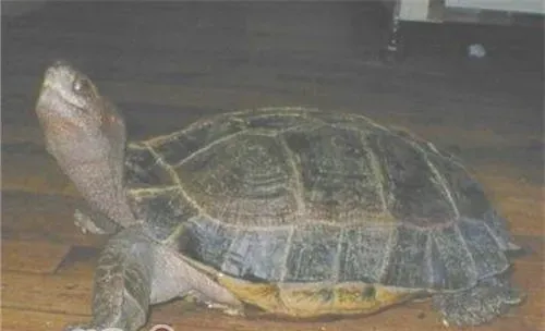 马来西亚巨龟的护理知识