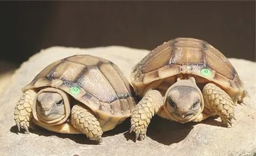 卡鲁海角陆龟的生活环境