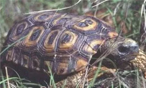 纳塔尔折背陆龟的外观特征