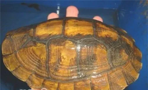 潘氏闭壳龟的外观特征