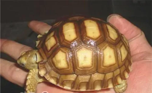 苏卡达象龟的品种简介