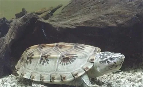 三弦巨型鹰嘴泥龟的品种简介