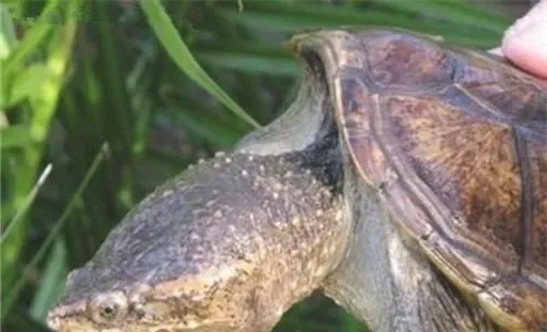 南美拟鳄龟的外观特征