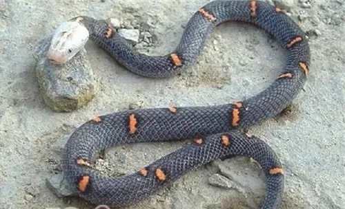 喜玛拉雅白头蛇的形态特征