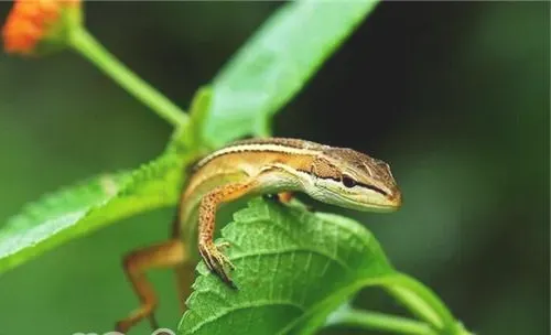 台湾草蜥的饲养知识