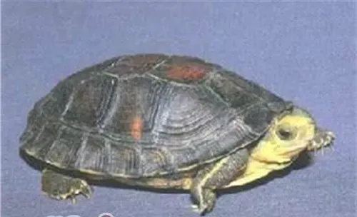 金头闭壳龟的外貌特征
