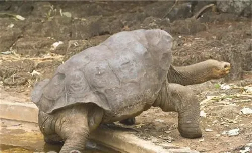 加拉帕戈斯象龟的生活环境