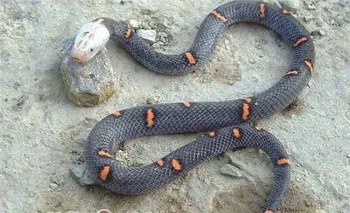喜玛拉雅白头蛇的生活环境