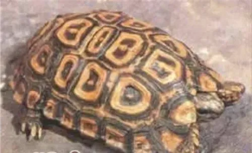 纳塔尔折背陆龟的品种简介