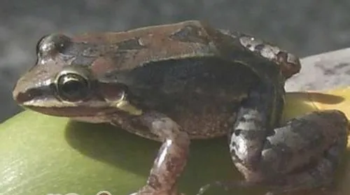 白吻长趾蛙的品种简介