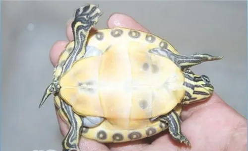 佛罗里达红肚龟怎么养？