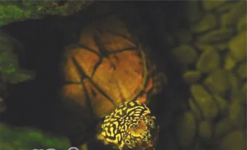 虎纹麝香龟的品种简介